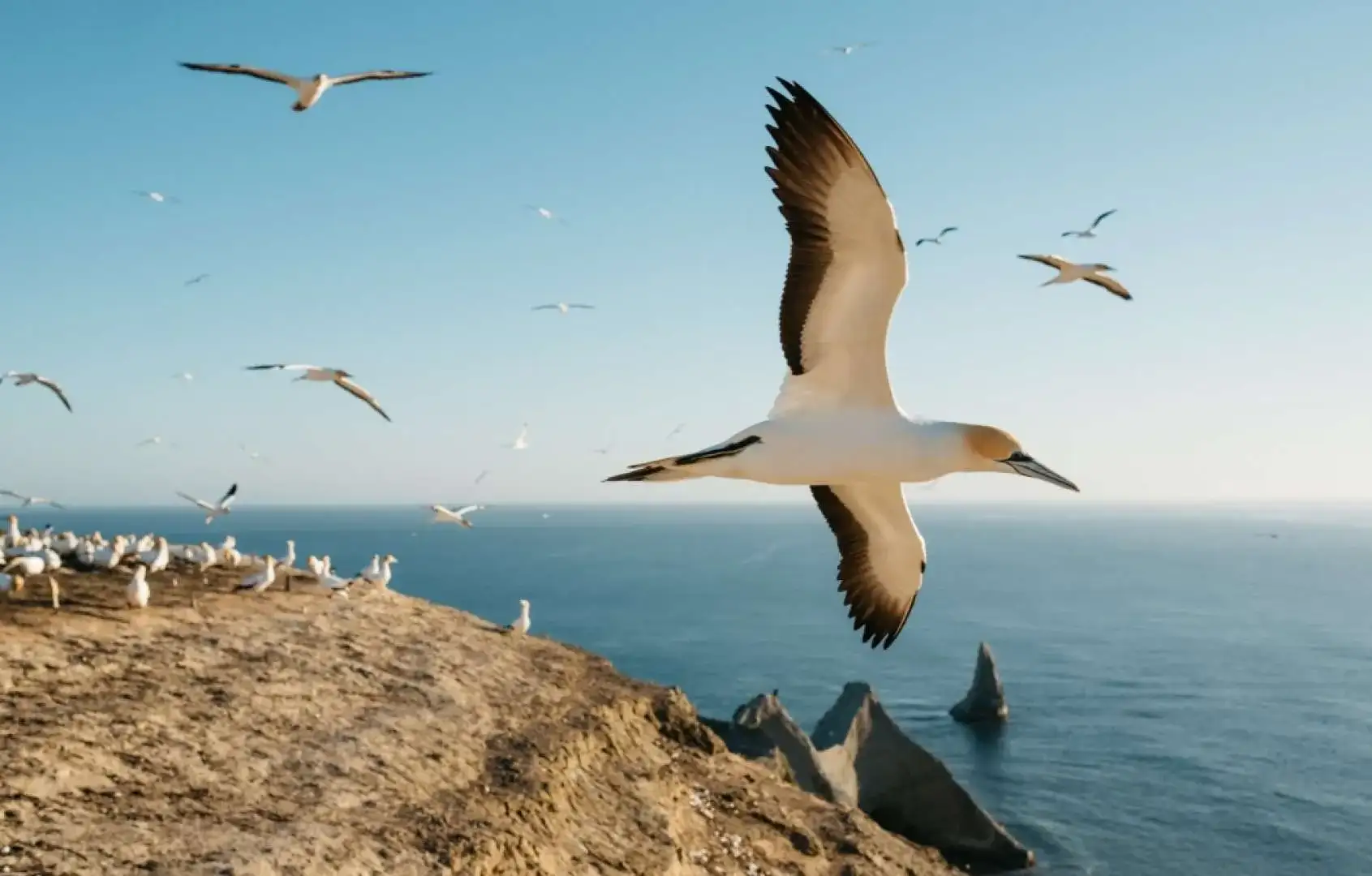 Gannet flying